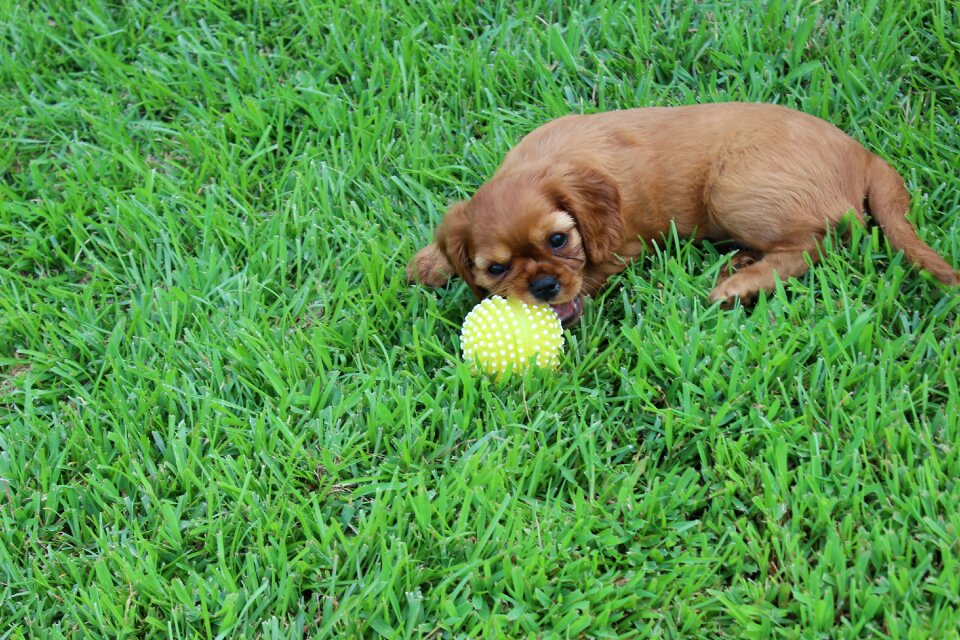 Puppy cute ball