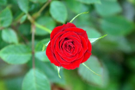 Red roses love romance photo