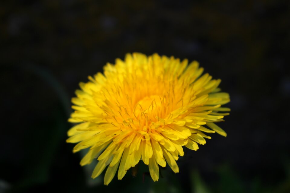 Yellow spring nature