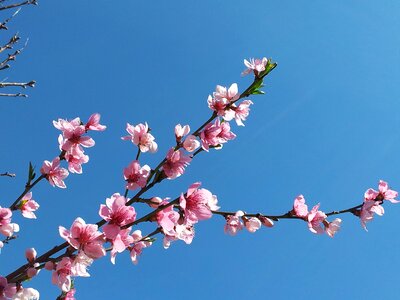 Sky spring cherry blossom photo