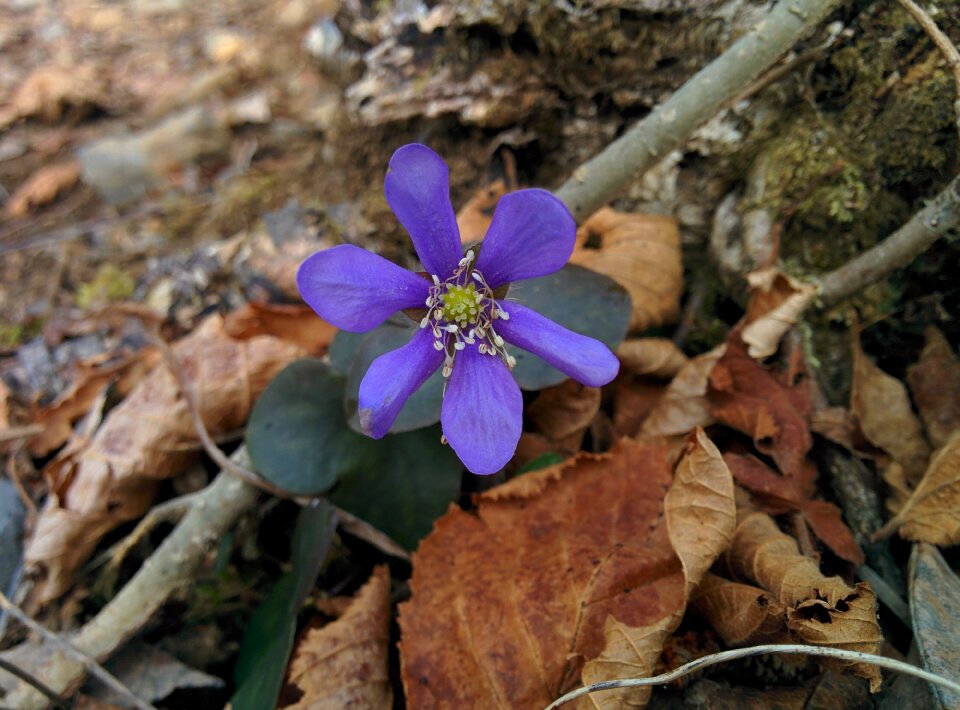 Petals purple flowers floret