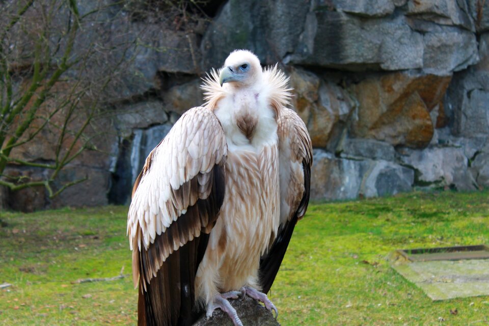 Raptor wild animal nature
