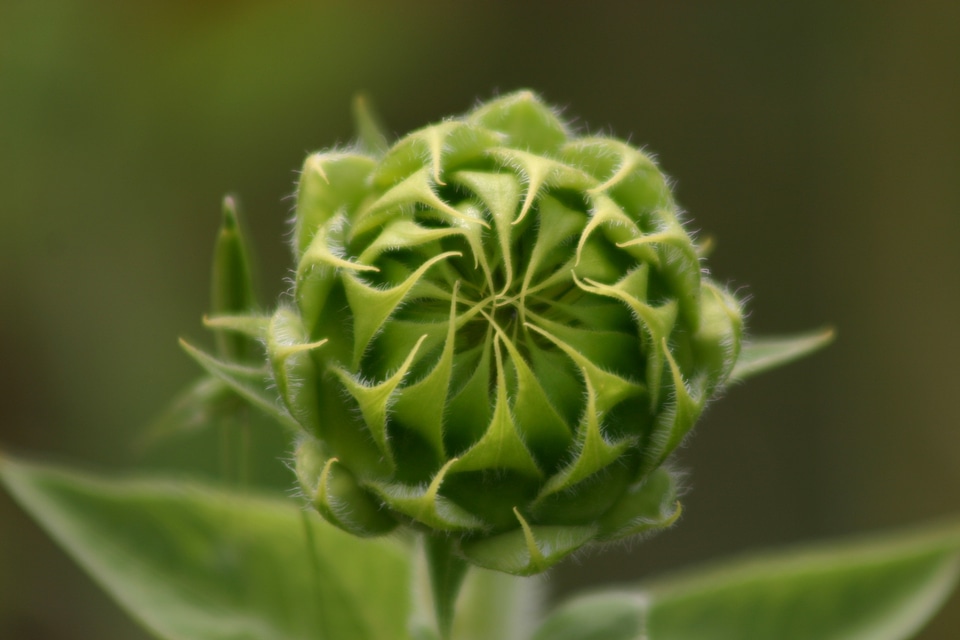 Budding floral plant