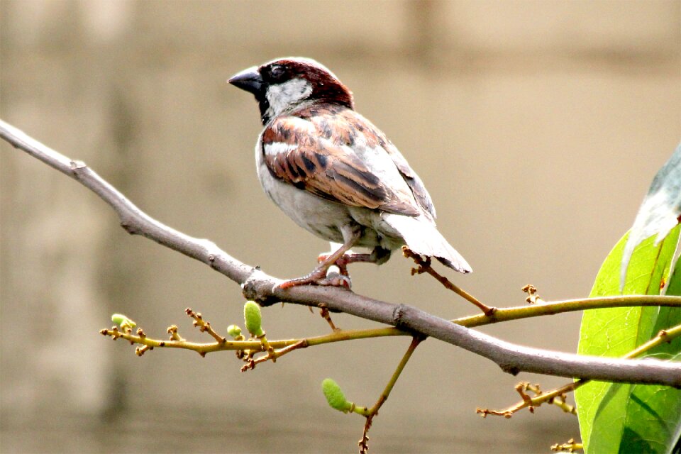 Sitting feather brown