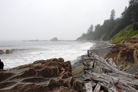 Washington state rock wood