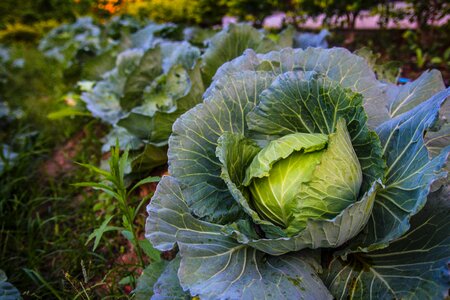 Gardening growth farming