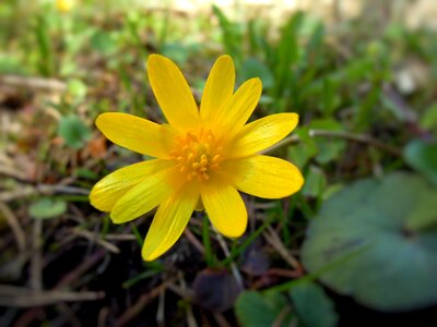 Yellow plant sign of spring