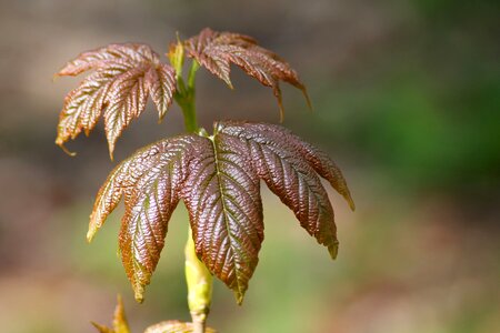 Foliation nature landscape photo