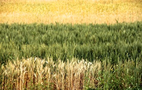 Harvest green brown photo