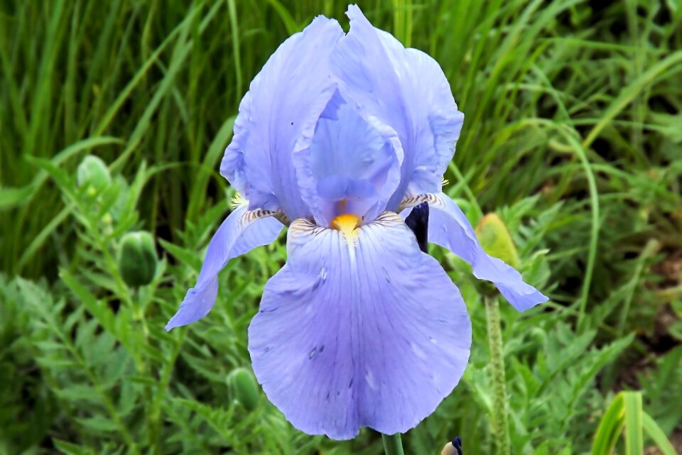 Blue spring plant