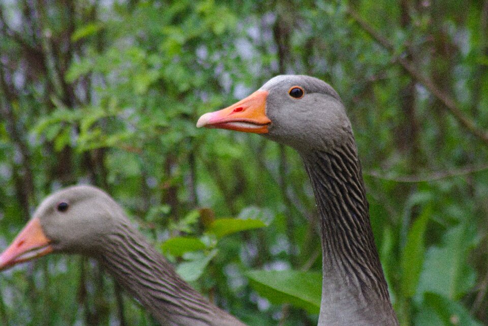 Water plumage animal