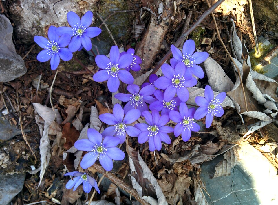 Purple flowers violet petals
