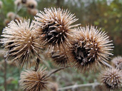 Cold dried plant photo