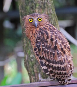 Owl hawk bird