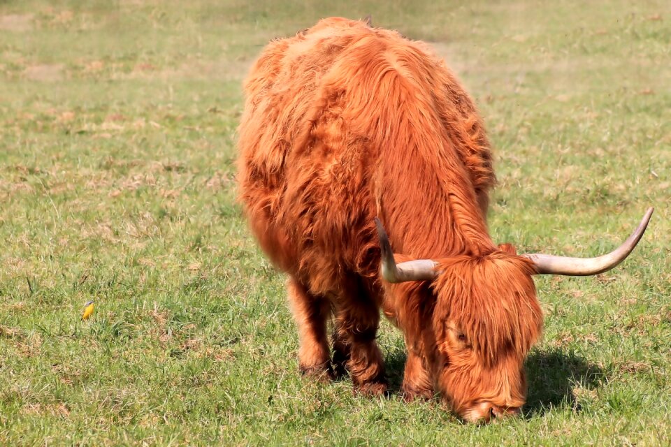 Long horn graze eat