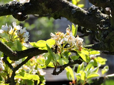 Nature apple tree flower