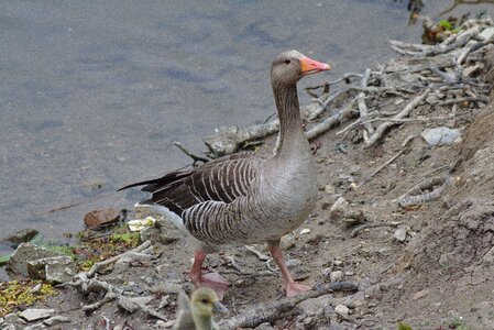 Water plumage animal
