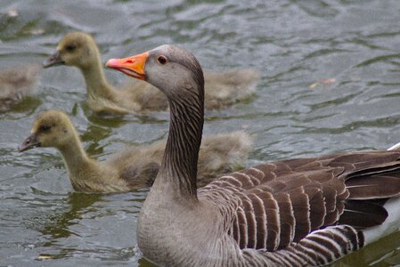 Water plumage animal