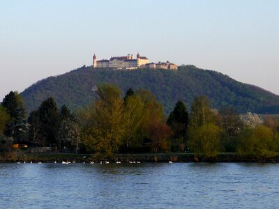 Austria danube geese