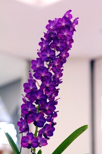 Orchid purple vanda