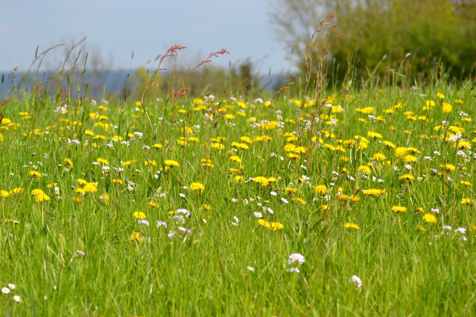 Spring meadow dandelion sun