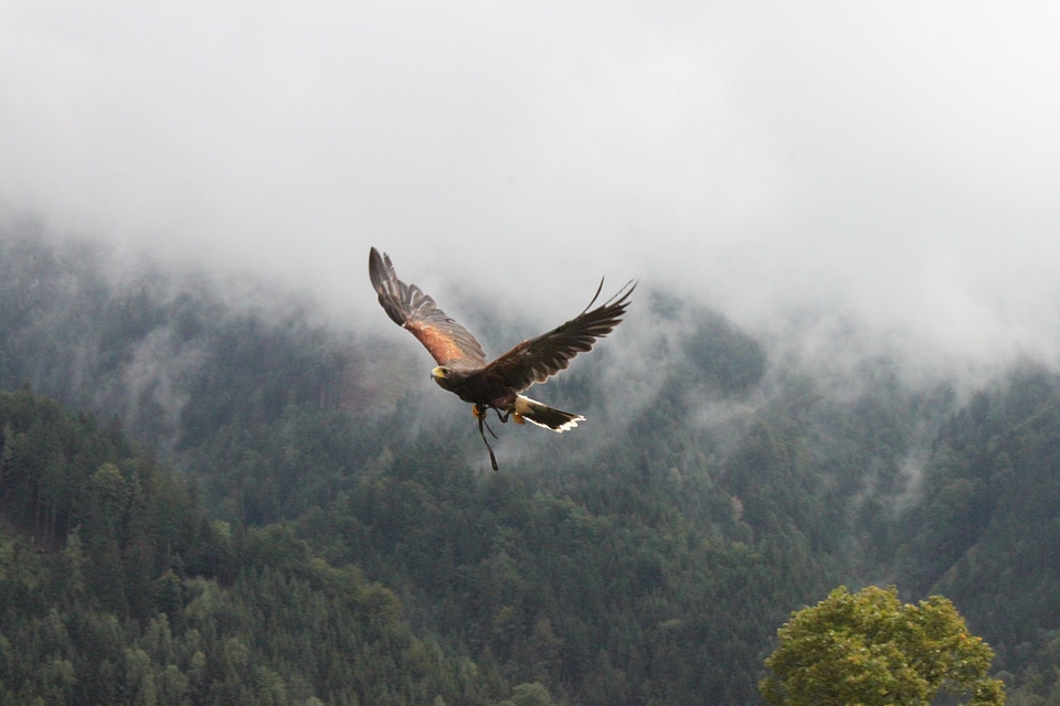 Raptor animal forest