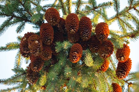 Donuts conifer brown