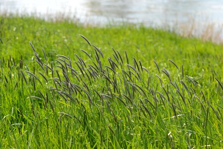 Grasses riverside landscape