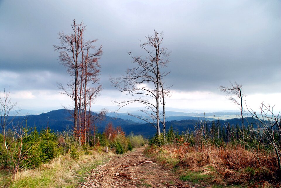 Poland beskids tree photo