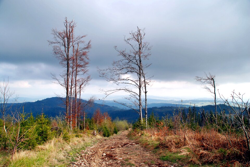 Poland beskids tree
