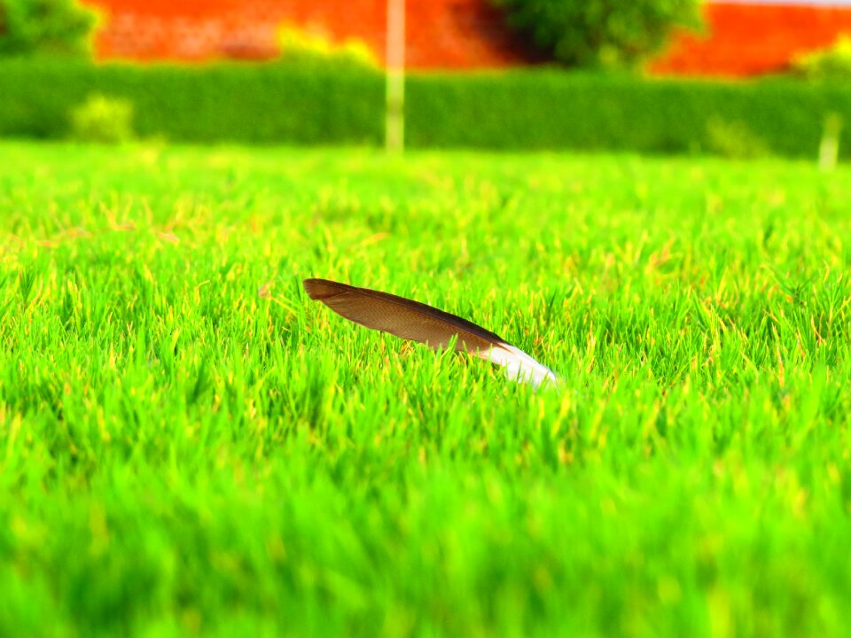 Feathering flight fluffy