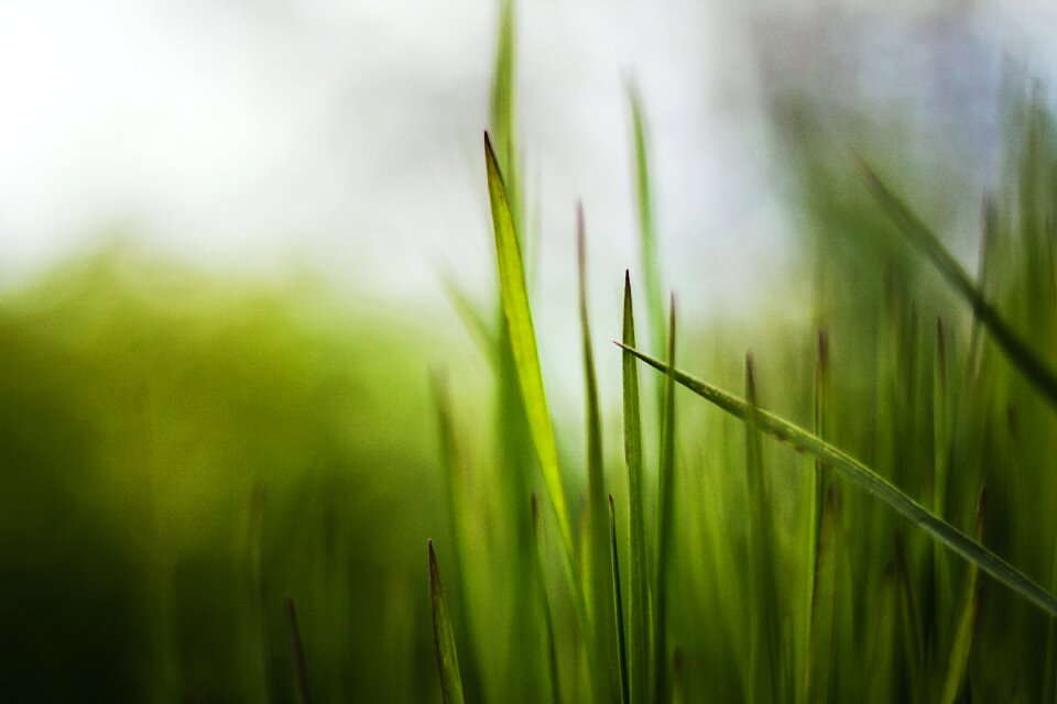 Spring meadow blade of grass