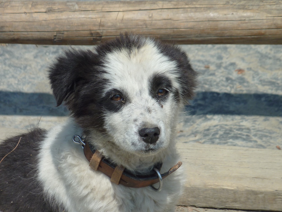 India canine puppy