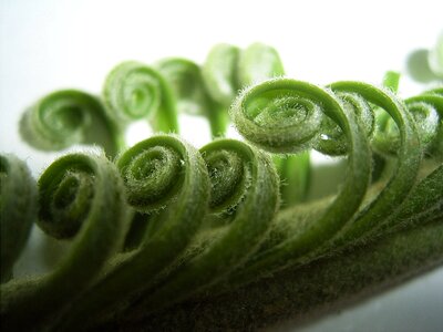Green curly photo