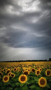 Light clouds stormy