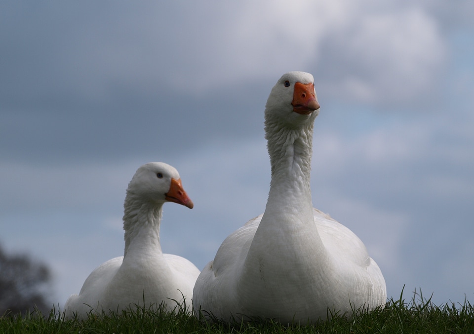 Animals couple white