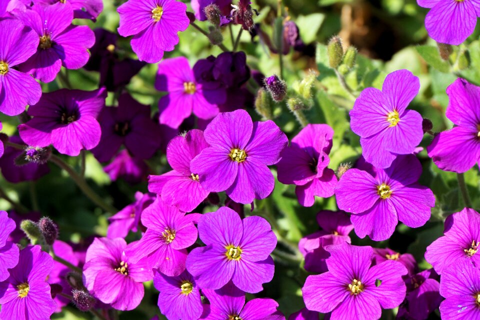 Garden ground cover cute