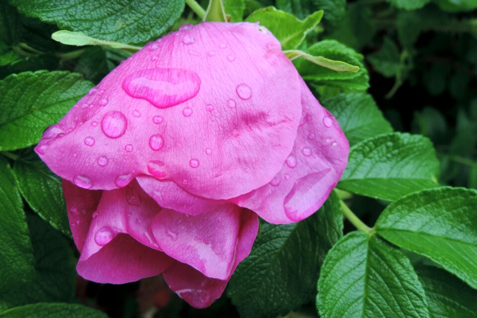 Apple rose blossom bloom