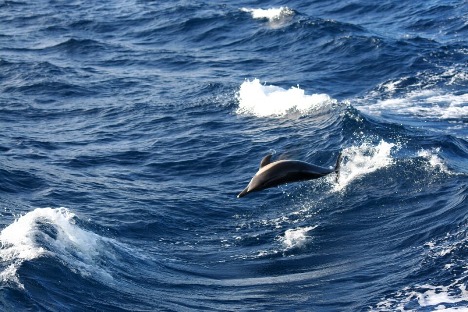 Dolphins dolphinarium animals