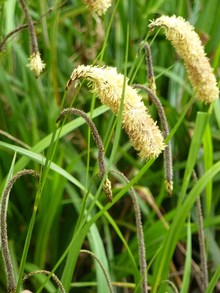 Spring flora