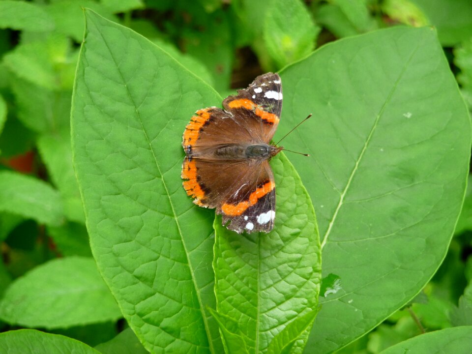 Butterfly atalanta vanessa atalanta