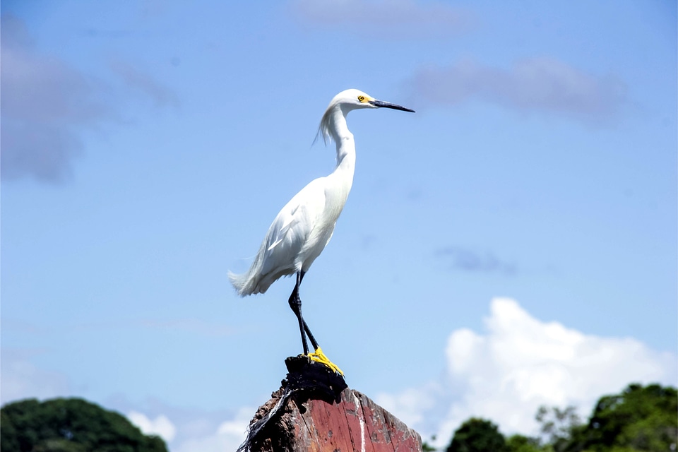 Bird boipeba john santos