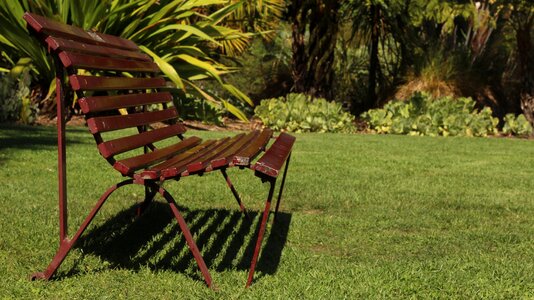 Summer bench grass
