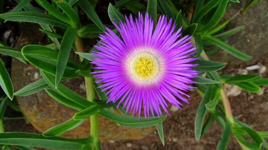 Nature spring garden