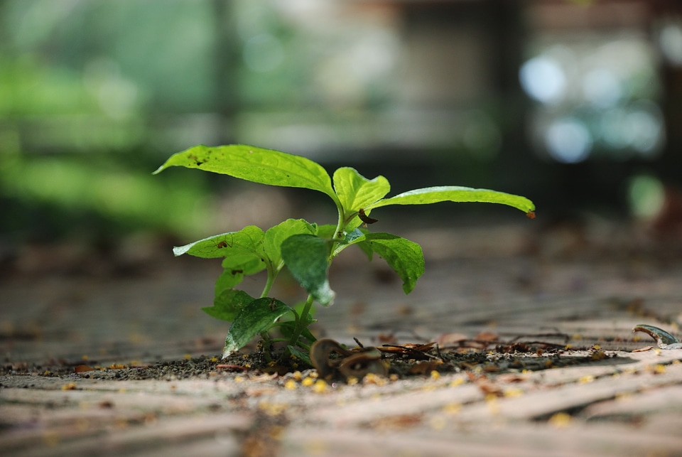 Leaves nature spring