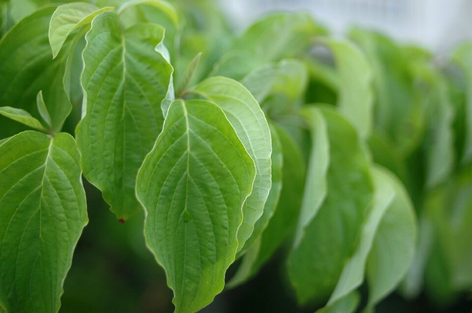 Spring natural american dogwood