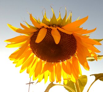 Flower yellow