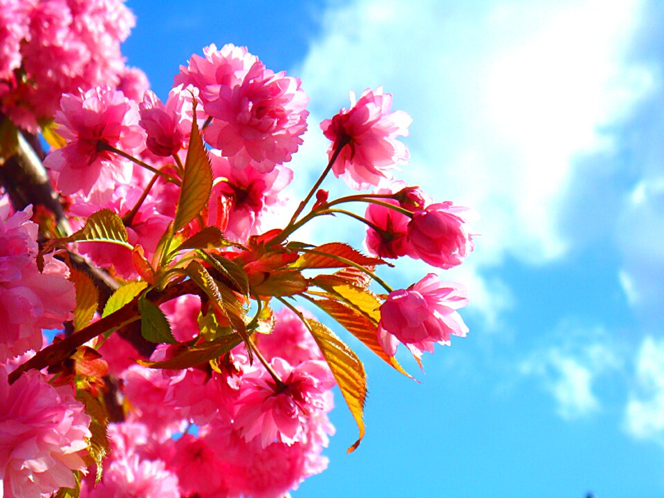 Nature prunus bloom