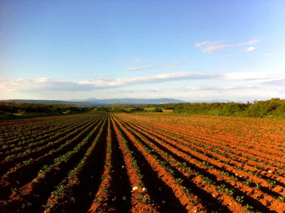 Sea green field