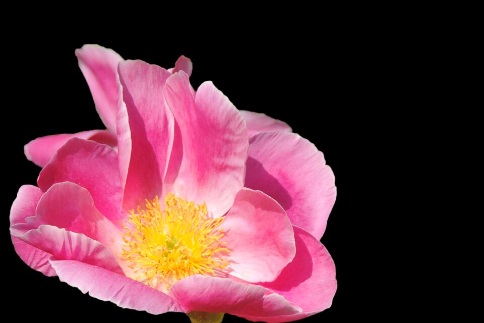 Blossom bloom rosa rugosa